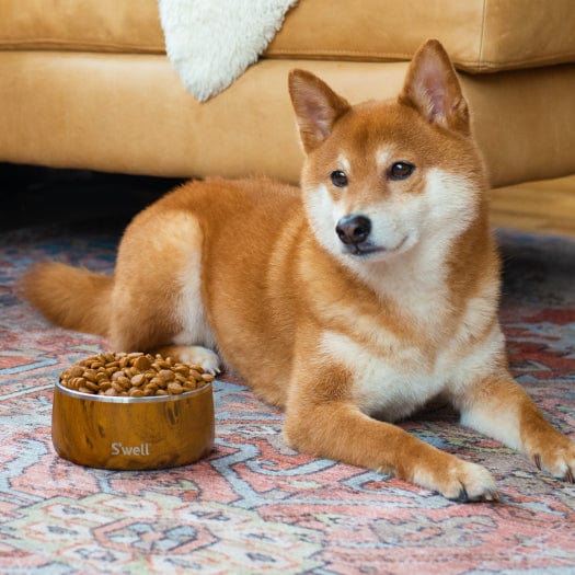 Pet Bowl | 32oz - Image 5
